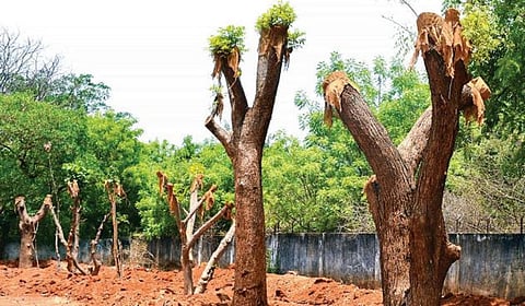 திருச்சி அரசு சட்டக் கல்லூரி வளாகத்தில் வெட்டப்படாமல் உரிய பாதுகாப்புடன் அகற்றப்பட்டு, நடப்பட்ட மரங்களில் துளிர்விட்டு வரும் இலைகள்.படம். ர.செல்வமுத்துகுமார்