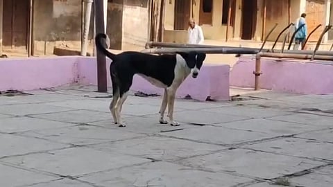 கலு