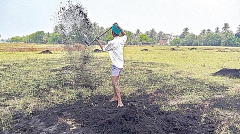 காவிரி டெல்டாவில் பெய்துவரும் தொடர் மழையால், தஞ்சாவூர் அருகே காசவளநாடு தெக்கூர் பகுதியில் குறுவை சாகுபடி மேற்கொள்ளும் வயலில் உரமிடும் பணியில் ஈடுபட்டுள்ள விவசாயி. படம்: ஆர்.வெங்கடேஷ்