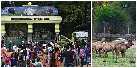 சேலம் குரும்பபட்டி உயிரியல் பூங்காவில் உள்ள கடமான்கள் வளாகம் | கோப்புப்படம்