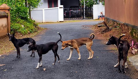 சென்னையில் தொடரும் நாய்க்கடி சம்பவங்கள்: பெருகும் நாய்களை கட்டுப்படுத்த மாநகராட்சி நடவடிக்கை