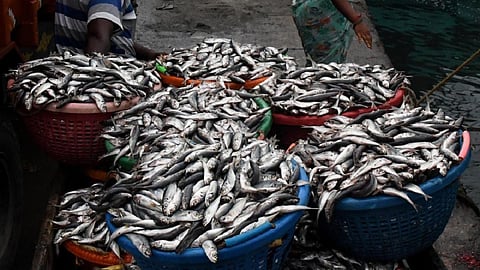 பெரிய மீன்களின் வரத்து குறைவால் மீன் பிரியர்கள் ஏமாற்றம்