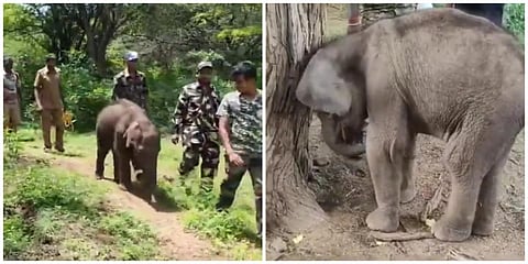 தாயைப் பிரிந்த குட்டி யானை