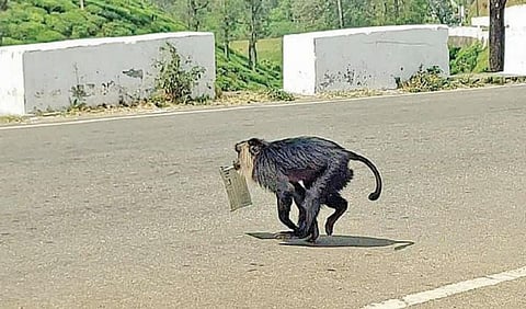 ஆபத்தை உணராமல் சாலையைக் கடந்து செல்லும் சிங்கவால் குரங்கு