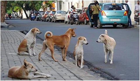 பிரதிநிதித்துவப் படம்