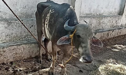 பெண்ணை முட்டிய எருமை மாடு பெரம்பூர் மாநகராட்சி தொழுவத்தில் பராமரிக்கப்பட்டு வருகிறது.