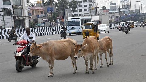 சாலையில் திரியும் மாடுகளுக்கு மைக்ரோ சிப் பொருத்த முடிவு: அதிகாரிகள் ஆலோசனை கூட்டத்தில் மேயர் தகவல்