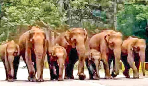 படங்கள்:என்.கணேஷ்ராஜ்