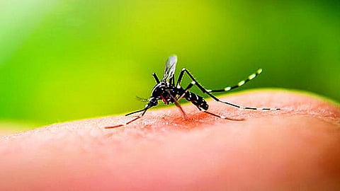 கர்நாடகாவில் டெங்கு காய்ச்சலால் 6,000-க்கும் மேற்பட்டோர் பாதிப்பு