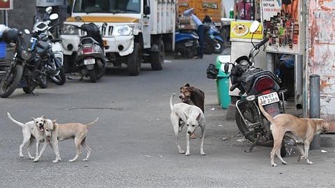 தெரு நாய்களை கணக்கெடுக்கும் பணி நாளை தொடக்கம்: மாநகராட்சி ஆணையர் தகவல்