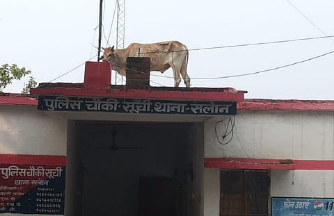 உ.பி. காவல்நிலைய மேற்கூரையின் மீது ஏறிய காளையால் பரபரப்பு: வைரல் வீடியோ