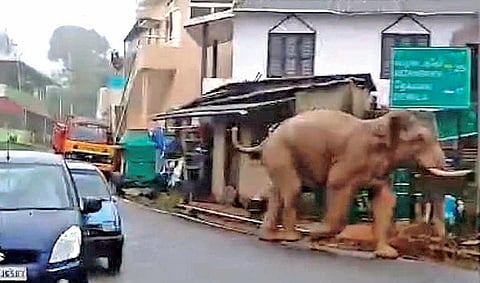 கூடலூர் அருகே நெலாக்கோட்டை பஜாரில் வலம் வந்த யானை.