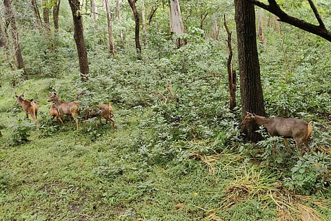 கோவை சிறுவாணி வனப்பகுதியில் விடுவிக்கப்பட்ட கடமான்கள்.