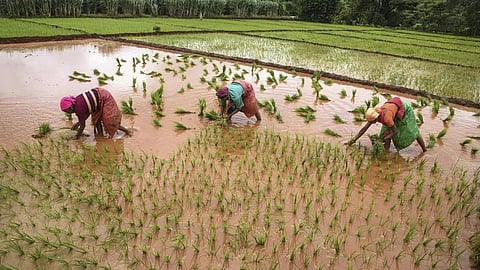 விவசாயம்