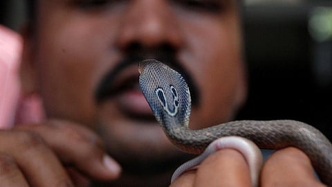 இந்தியாவில் 50 ஆயிரம் பேர் ஆண்டுதோறும் பாம்பு கடித்து இறப்பு