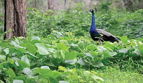 புதுமை புகுத்து 27: தாவரவியலில் சமூகநீதி நிலைநாட்ட விஞ்ஞானிகள் எடுத்த முயற்சி