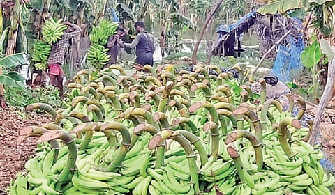 சிறுமுகை அருகே நீரில் மூழ்கிய வாழை மரங்களில் இருந்து தார்களை வெட்டி வைத்துள்ள விவசாயிகள்.