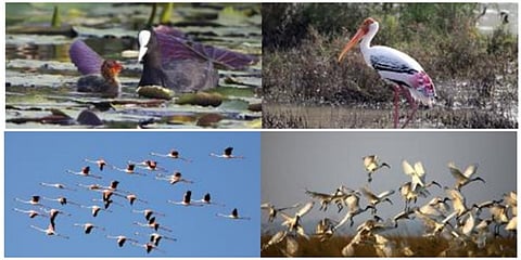 தமிழகத்தின் நஞ்சராயன், கழுவேலி பறவைகள் சரணாலயங்களை ராம்சார் தளங்களாக அறிவித்தது மத்திய அரசு!