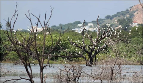 சாமநத்தம் கண்மாய்