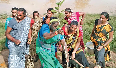 பனை விதைக்கும் ஹசினா திருநர் குழு