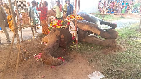 தீ விபத்தில் காயமடைந்த குன்றக்குடி கோயில் யானை உயிரிழப்பு