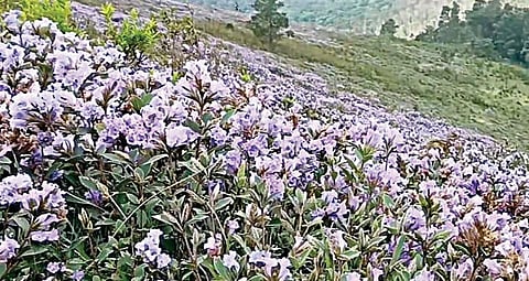 உதகை அருகே எப்பநாடு மலைச்சரிவுகளில் பூத்துள்ள குறிஞ்சி மலர்கள்.