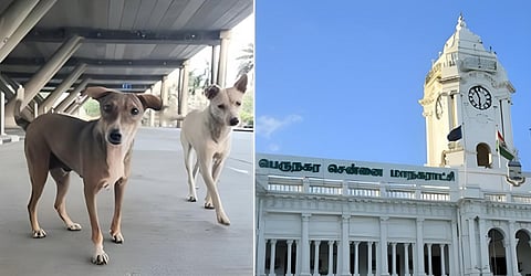 சென்னையில் 1.80 லட்சம் தெரு நாய்கள்: மாநகராட்சி கணக்கெடுப்பில் தகவல்