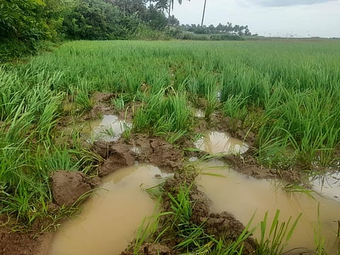 காட்டுக்குள் செல்ல மறுக்கும் யானைகள்... தொடர் சேதத்தால் தென்காசி விவசாயிகள் வேதனை!