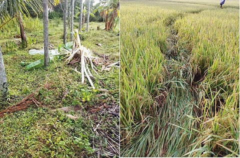தென்காசியில் வடகரை அருகே மீண்டும் யானைகள் புகுந்தன: வாழைகள், நெல் பயிர்கள் சேதம்