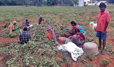 நிலக்கடலை அறுவடை பணியில் ஈடுபட்டுள்ள தொழிலாளர்கள்.
