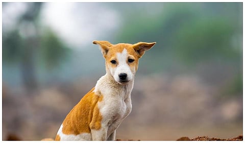பிரதிநிதித்துவ படம்