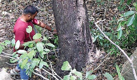அழிவின் விளிம்பில் கருங்காலி மரம்! - மீட்கும் முயற்சியில் வன மரபியல் நிறுவனம்