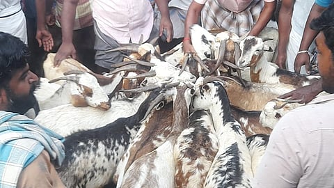 தீபாவளி: மதுரை வாடிப்பட்டி வாரச்சந்தையில் ரூ.1 கோடிக்கு ஆடுகள் விற்பனை!