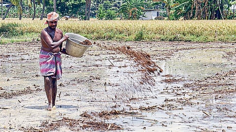 தொடர் மழையால் டெல்டா மாவட்டங்களில் தாளடி சாகுபடி பணிகள் தீவிரம்