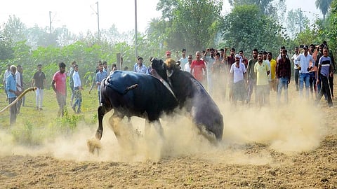 உ.பி.யின் பரேலி நகரில் தடையை மீறி எருமைகள் சண்டை நிகழ்ச்சி: மேனகா காந்தி புகாரில் நிகழ்ச்சியாளர்கள் மீது வழக்குப் பதிவு