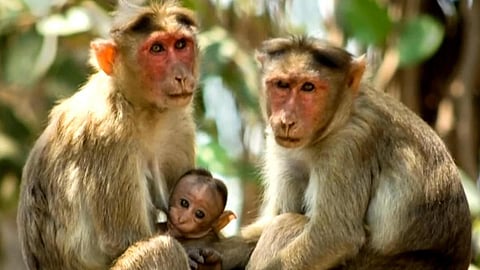அமெரிக்காவில் ஆய்வகத்தில் இருந்து தப்பிய 43 குரங்குகள்: தேடும் பணி தீவிரம்