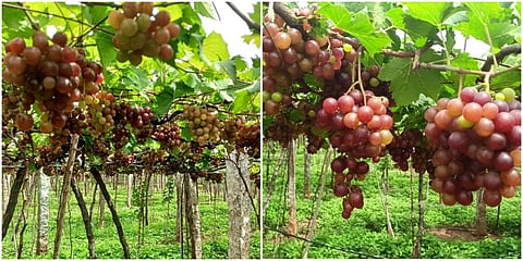 கம்பம் பகுதியில் விலை வீழ்ச்சியால் சுருளிப்பட்டியில் பறிக்கப்படாமலே கொடியிலே விடப்பட்ட திராட்சைக் கொத்துக்கள்.