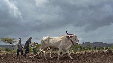 ‘பிஎம் கிசான் யோஜனா’ பெயரில் மோசடி: அரசாங்கம் உடனே களமிறங்க வேண்டும்!