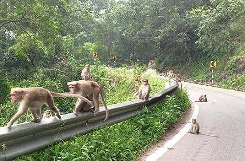 குமுளி மலைச்சாலை ஓரங்களின் பல்வேறு பகுதிகளில் முகாமிட்டுள்ள குரங்குகள். | படம்: என்.கணேஷ்ராஜ்