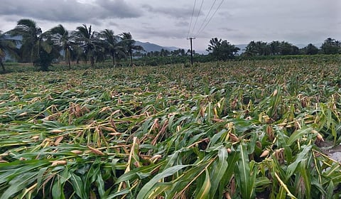 ஃபெஞ்சல் புயல், கனமழையால் பெரம்பலூரில் 1,000+ ஏக்கரில் பயிர்கள் சேதம்