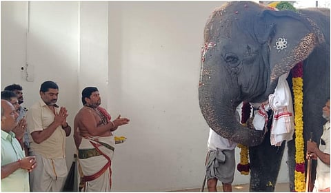 திருச்செந்தூர் சுப்பிரமணியசுவாமி கோயில் யானை தெய்வானைக்கு கஜ பூஜை நடந்தது.