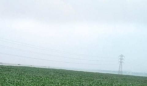 ஆகாயத் தாமரைகள் படர்ந்துள்ள புழல் ஏரி.