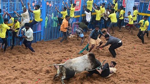 ஜல்லிக்கட்டு போட்டிக்கான வழிகாட்டு நெறிமுறைகள் வெளியீடு