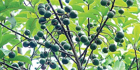 குன்னூரில் ருத்ராட்சை சீசன்: தெய்வீக மணம் கமழும் சிம்ஸ் பூங்கா