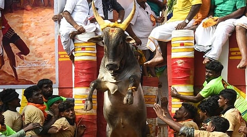 ஜல்லிக்கட்டு, பொங்கல் சுற்றுலா, சென்னை சங்கமம்: பொங்கலையொட்டி பல்வேறு நிகழ்ச்சிகளுக்கு அரசு ஏற்பாடு