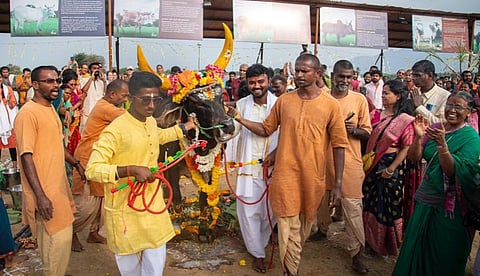 கோவை ஈஷாவில் சிறப்பாக கொண்டாடப்பட்ட மாட்டுப் பொங்கல் விழா.