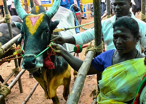 பாலமேடு ஜல்லிக்கட்டுப் போட்டிக்கு காளையுடன் வந்த மலர்விழி. படம்: நா.தங்கரத்தினம்