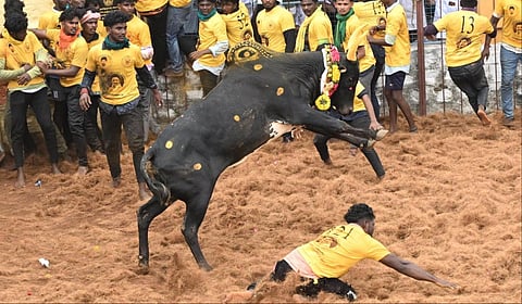 சிறாவயல் மஞ்சுவிரட்டில் சீறிப்பாய்ந்த காளை
