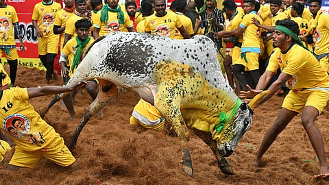 ஜல்லிக்கட்டு போட்டியில் சாதிப் பாகுபாடா? - மதுரை ஆட்சியர் மறுப்பு