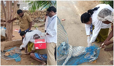 39 பேரை கடித்த தெரு நாய்கள் - ராஜபாளையம் பேருந்து நிறுத்தங்களில் பயங்கரம்